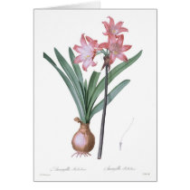 Amaryllis belladonna greeting cards