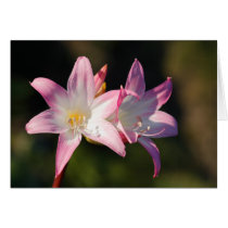 Amaryllis belladonna card