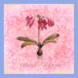 Amaryllis Belladonna first blush posters