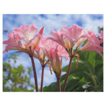 Amaryllis belladonna flyers