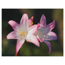 Amaryllis belladonna custom flyer