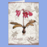 Amaryllis Belladonna cards