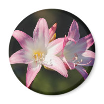 Amaryllis belladonna magnets