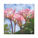 Amaryllis belladonna magnet