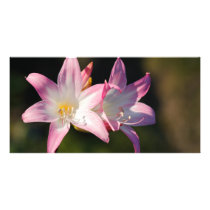 Amaryllis belladonna customized photo card
