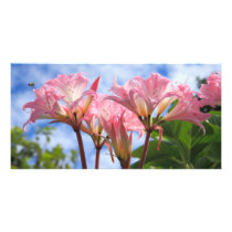 Amaryllis belladonna photo card template