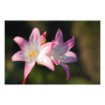 Amaryllis belladonna photo