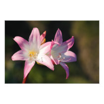 Amaryllis belladonna photo