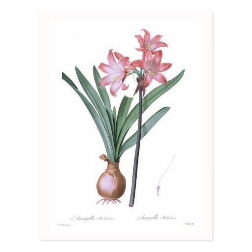 Amaryllis belladonna post cards