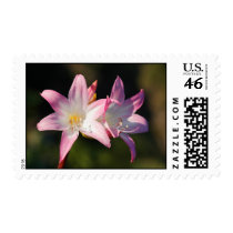 Amaryllis belladonna postage stamps