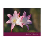 Amaryllis belladonna post card