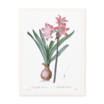 Amaryllis belladonna post cards