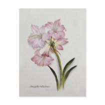 Amaryllis belladonna post card