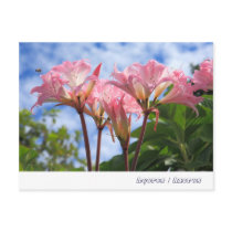 Amaryllis belladonna postcard