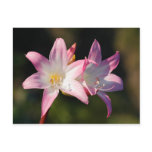 Amaryllis belladonna postcard