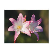 Amaryllis belladonna postcard