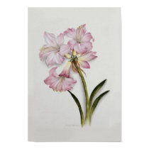 Amaryllis belladonna posters by Botany_Boy Amaryllis belladonna posters