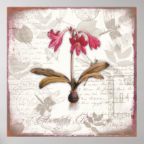 Amaryllis Belladonna Poster