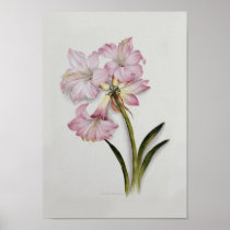 Amaryllis belladonna posters