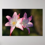 Amaryllis belladonna posters