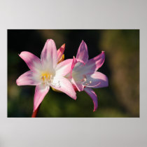 Amaryllis belladonna posters