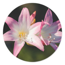 Amaryllis belladonna round stickers