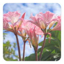 Amaryllis belladonna sticker