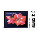 wearartware, digital photography, amaryllis,