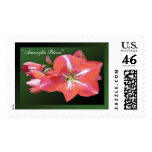 wearartware, digital photography, amaryllis,