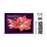 wearartware, digital photography, amaryllis,