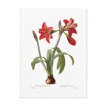 Amaryllis brasiliensis postcards