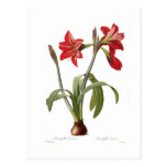 Amaryllis brasiliensis postcards