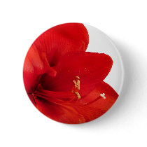 Amaryllis buttons