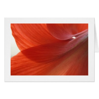 Amaryllis Cards by alberthartley