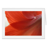 Amaryllis Cards