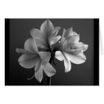 bloom, petals, amaryllis, black, white, flower,