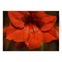 Amaryllis Card