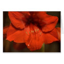 Amaryllis Card by mlane53 Amaryllis Card