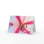 photo, flower, amaryllis, candystriped
