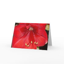 Amaryllis Card