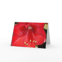 Amaryllis Card