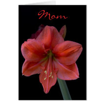 Amaryllis Cards