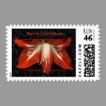 Amaryllis Christmas Postage stamps