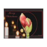 birthday, photoshop, black, flower, amaryllis,