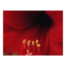 Amaryllis Close-Up Photo Print