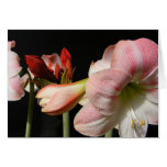 Amaryllis Cluster ~ card
