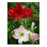 Amaryllis Dancing! Postcard