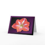 wearartware, digital photography, amaryllis,