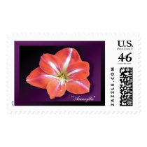 "Amaryllis" - Dark Purple Stamp by wearartware "Amaryllis" - Dark Purple Stamp