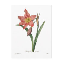 Amaryllis equestris postcards